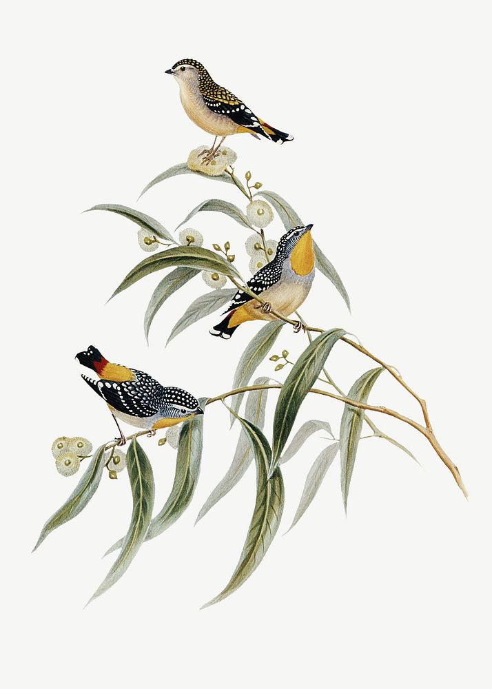 Yellow-rumped pardalote bird, vintage animal collage element psd