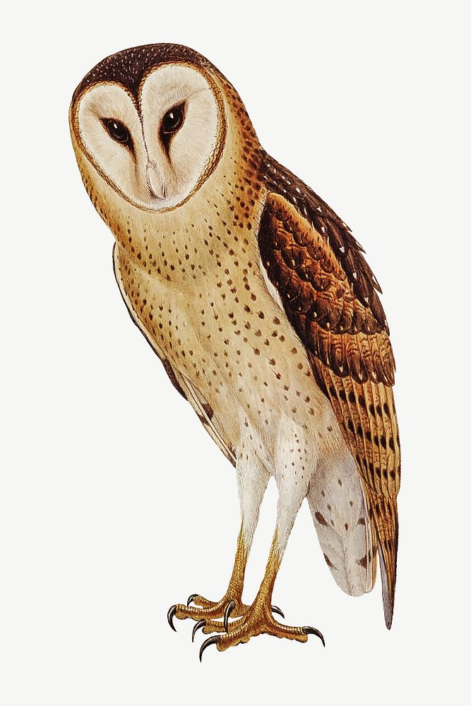 Grass owl bird, vintage animal collage element psd