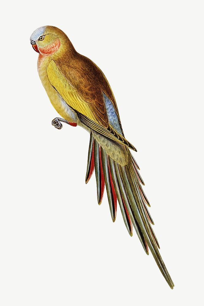 Princess of Wales parakeet bird, vintage animal collage element psd