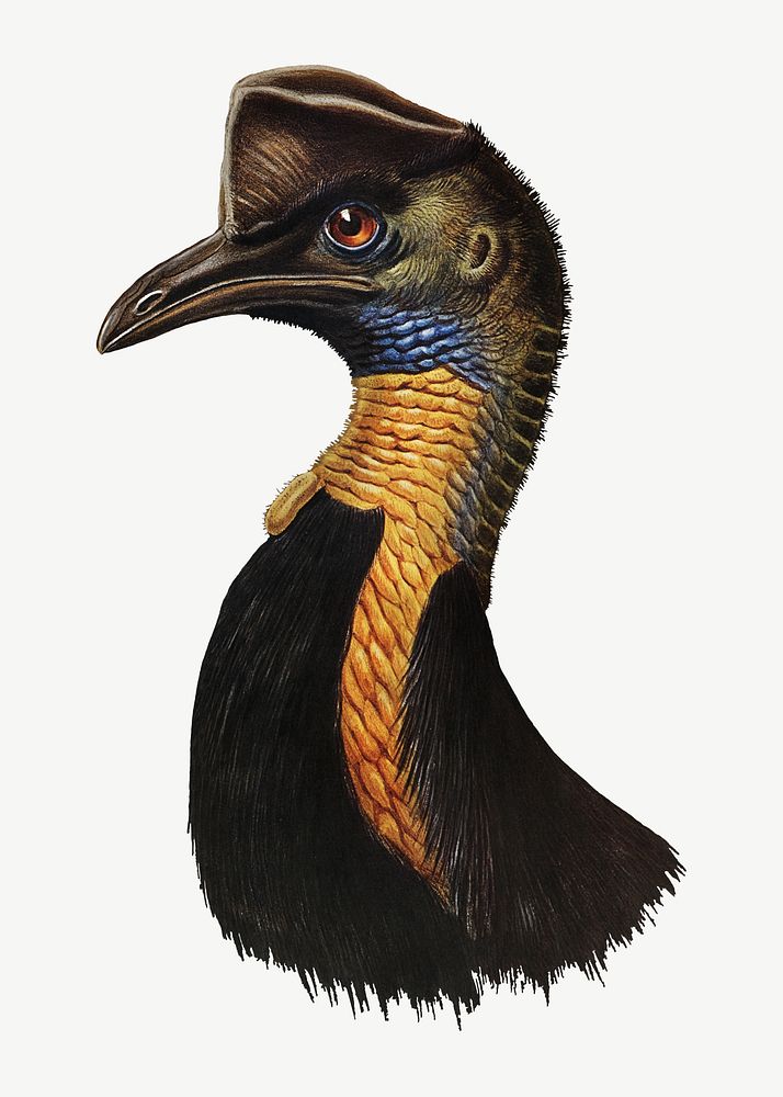 One-carunculated cassowary bird, vintage animal collage element psd