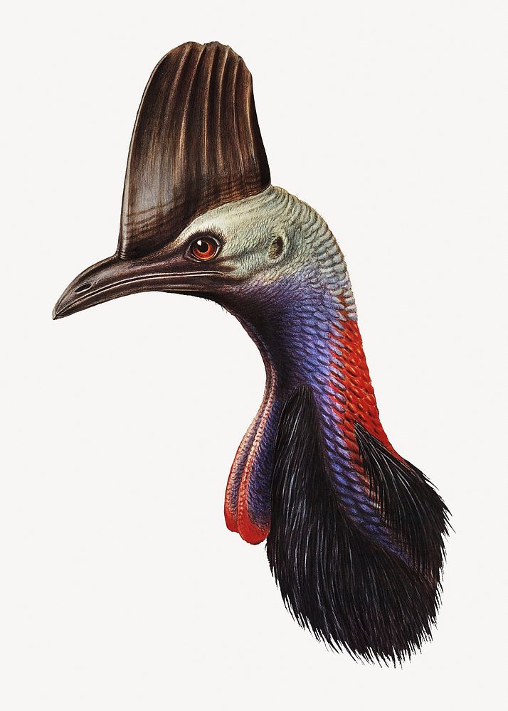 Australian cassowary bird, vintage animal illustration
