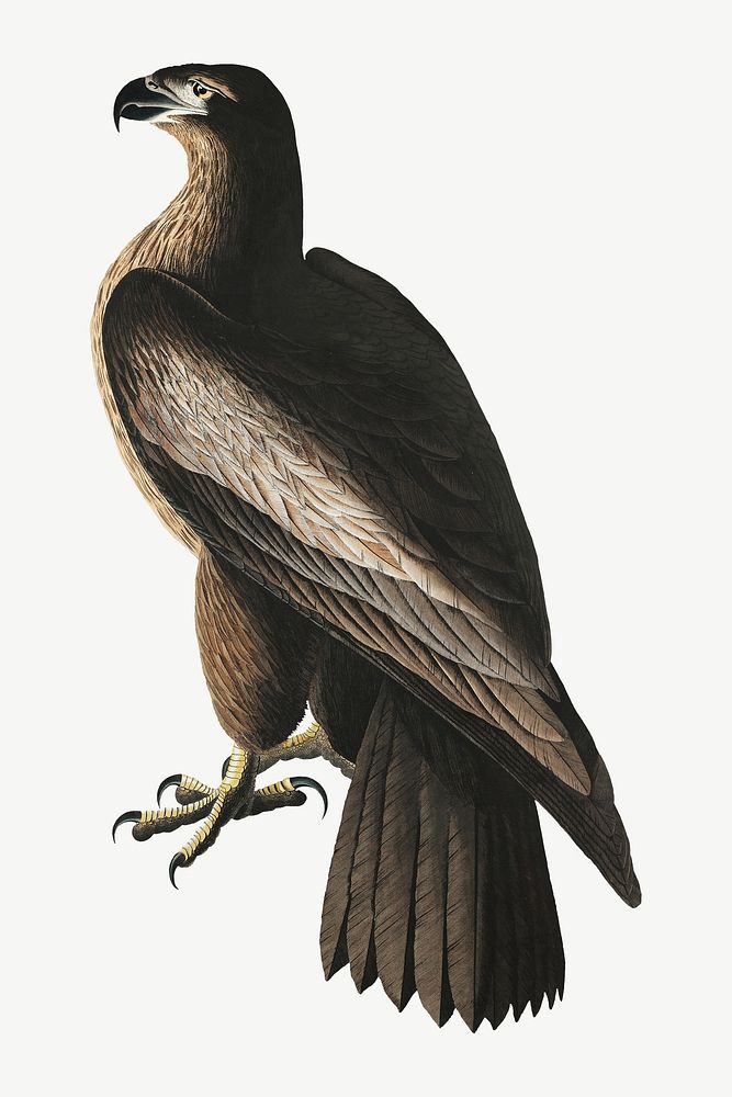 American sea eagle bird, vintage animal collage element psd