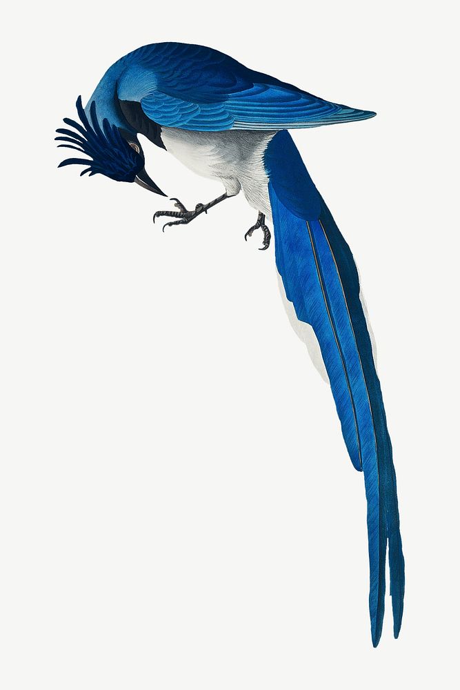 Birds Blue Jay Images  Free Photos, PNG Stickers, Wallpapers