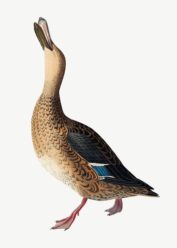 Shoveller duck bird, vintage animal collage element psd