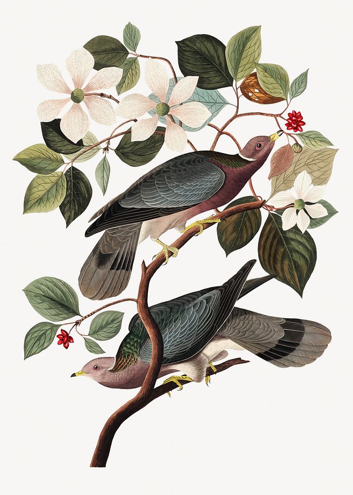 Band-tailed pigeon bird, vintage animal illustration