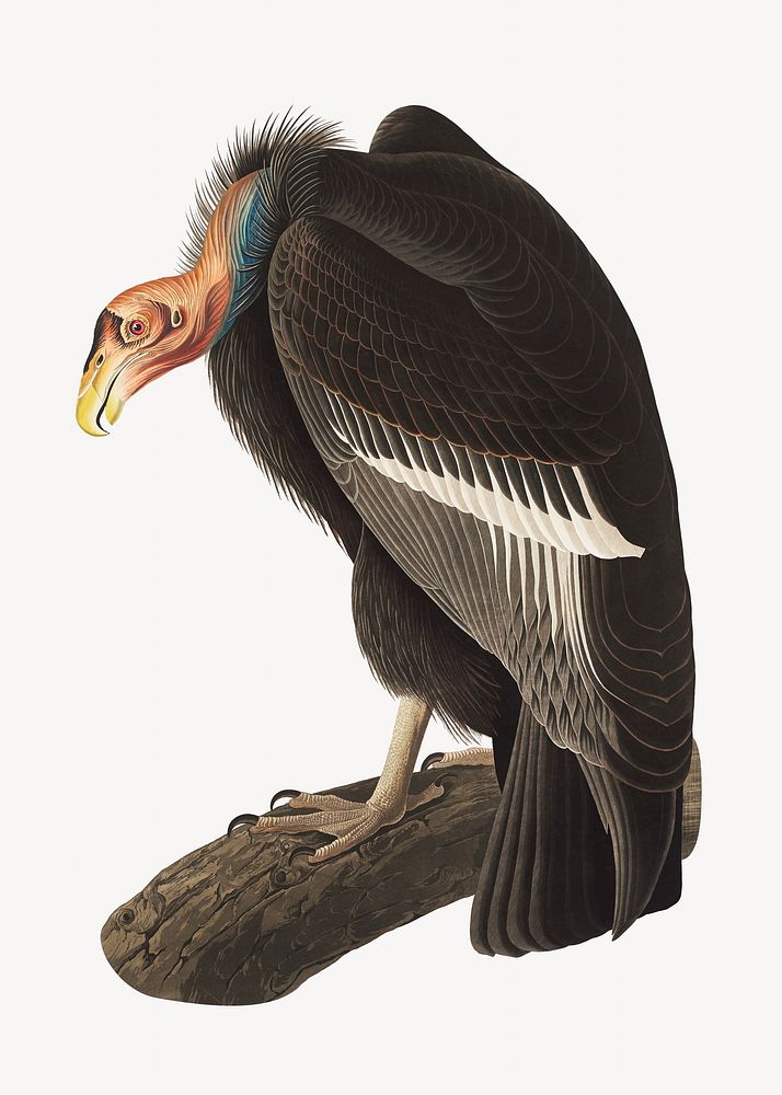 Californian vulture bird, vintage animal illustration
