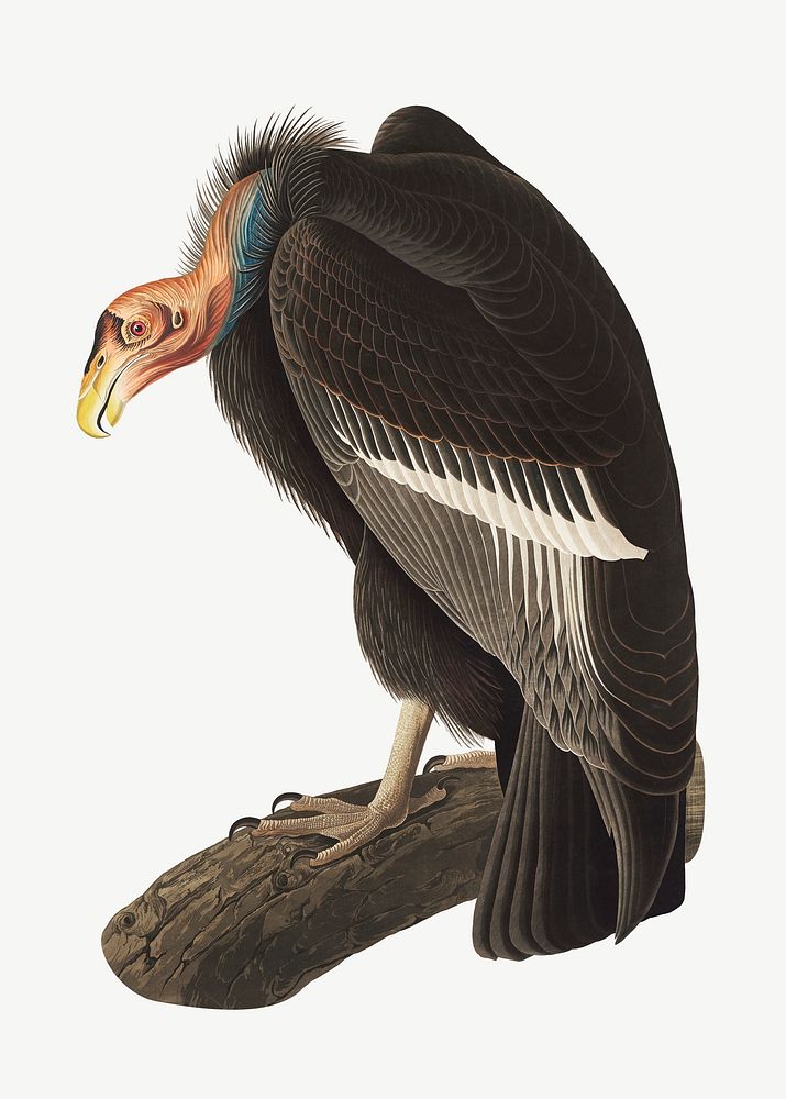 Californian vulture bird, vintage animal collage element psd