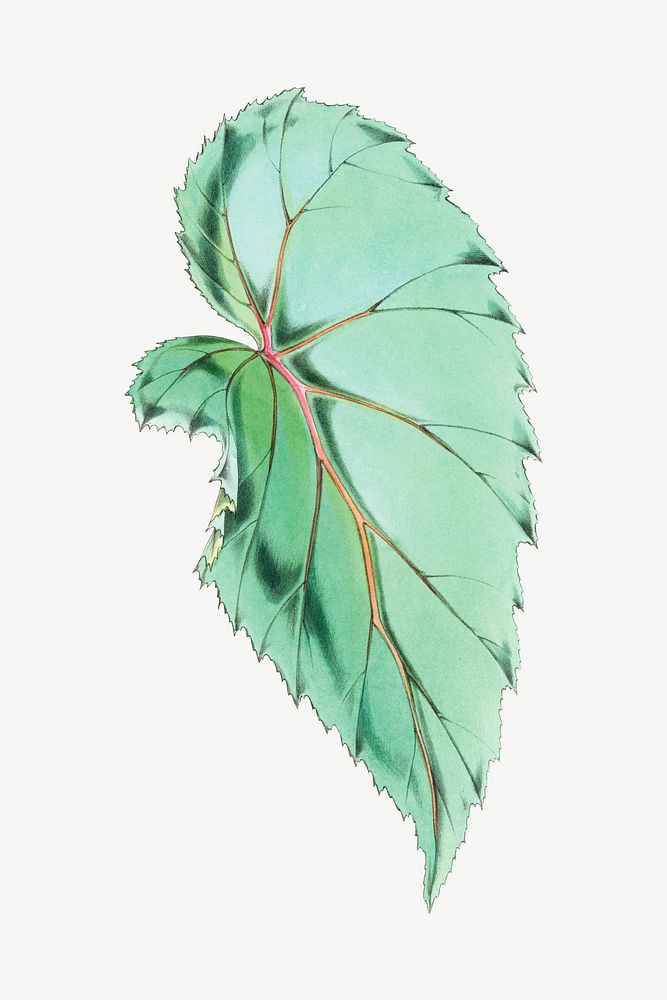 Begonia Cathcartii leaf psd, vintage Himalayan plants collage element. Remixed by rawpixel.