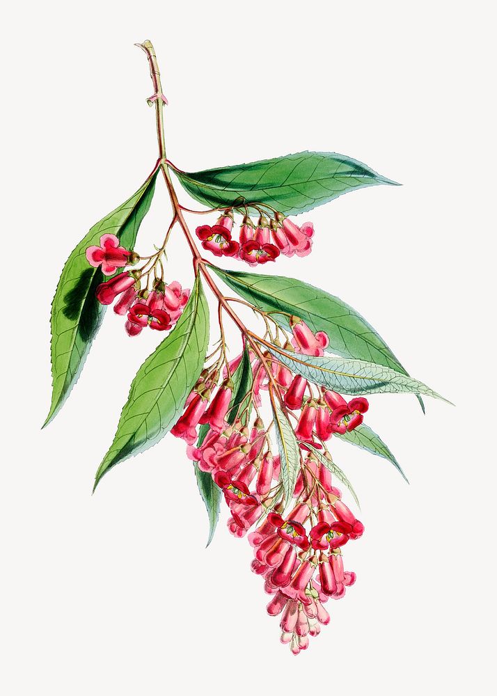 Buddleja Colvilei flower, vintage Himalayan plants illustration.  Remixed by rawpixel.