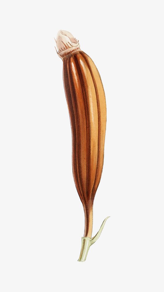 Vanda Cathcarti, Lindley , vintage Himalayan plants illustration.  Remixed by rawpixel.