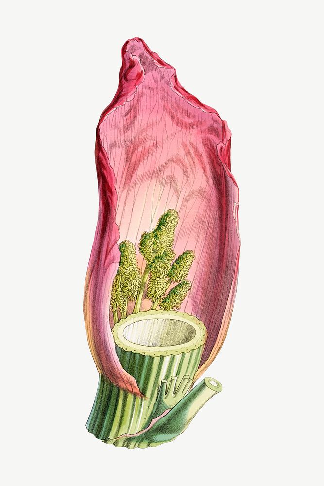 Noble rhubarb psd, vintage Himalayan plants collage element. Remixed by rawpixel.