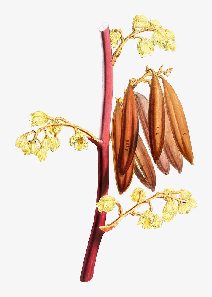 Lindley's Galeola flower, vintage Himalayan plants illustration.  Remixed by rawpixel.