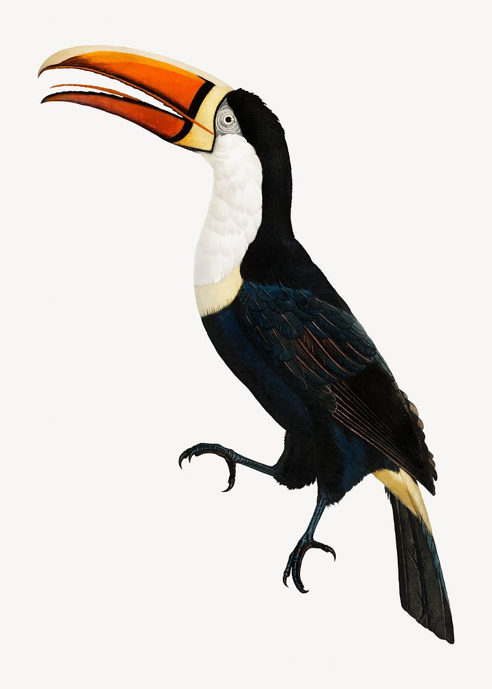 Yellow necklace toucan bird, vintage animal illustration