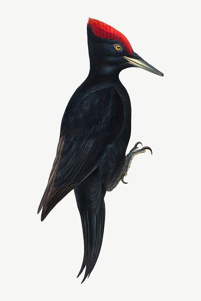 Great Black Woodpecker bird, vintage animal collage element psd