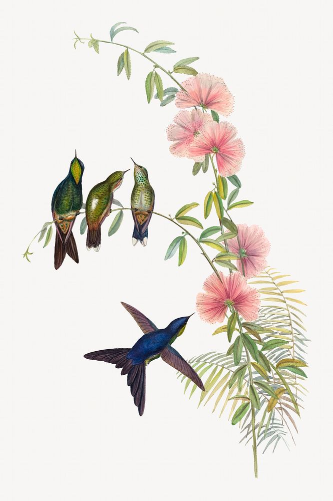 Small-billed Thornbill bird, vintage animal illustration