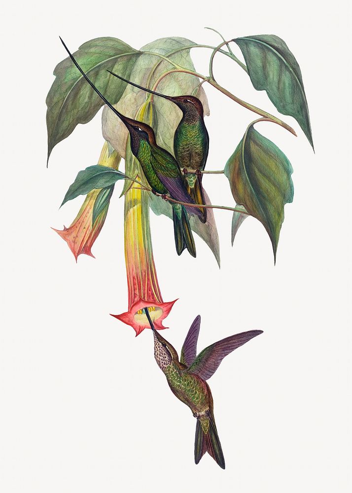 Sword-billed Hummingbird bird, vintage animal illustration