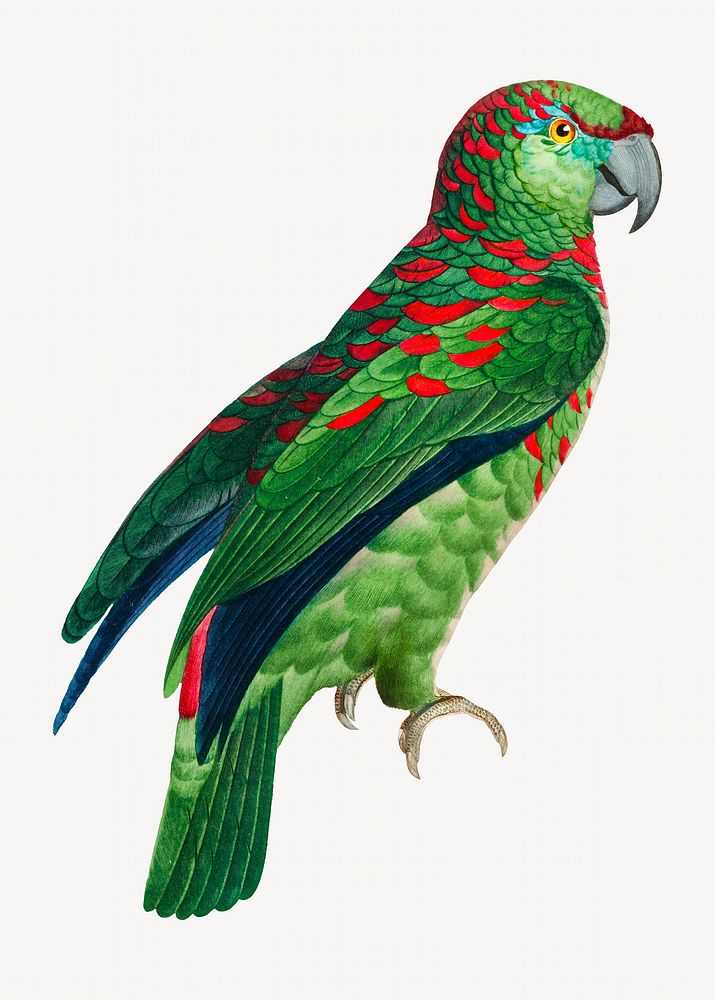 Turquoise-fronted Amazon parrot bird, vintage animal illustration