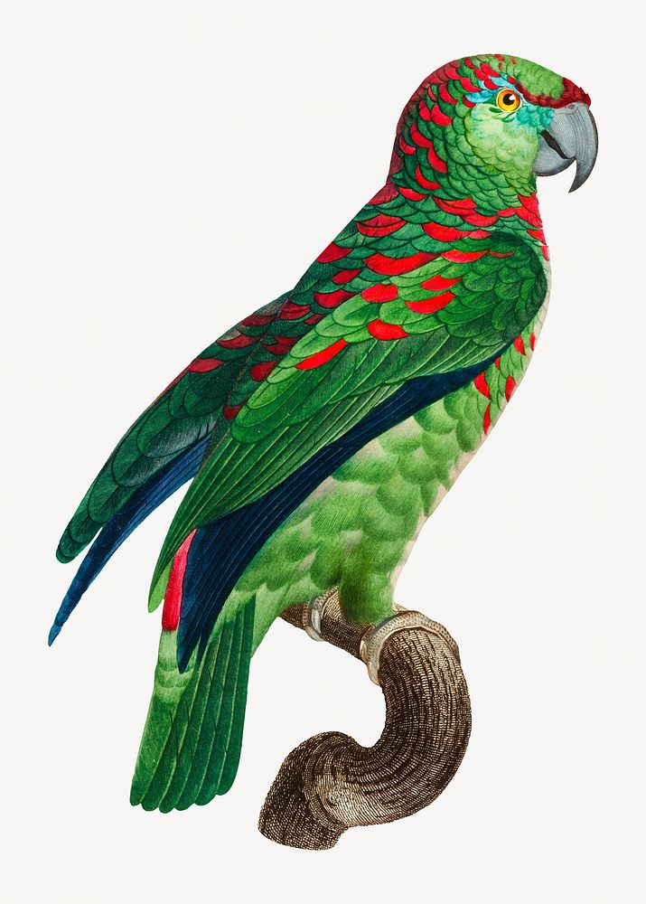 Turquoise-fronted Amazon parrot bird, vintage animal illustration
