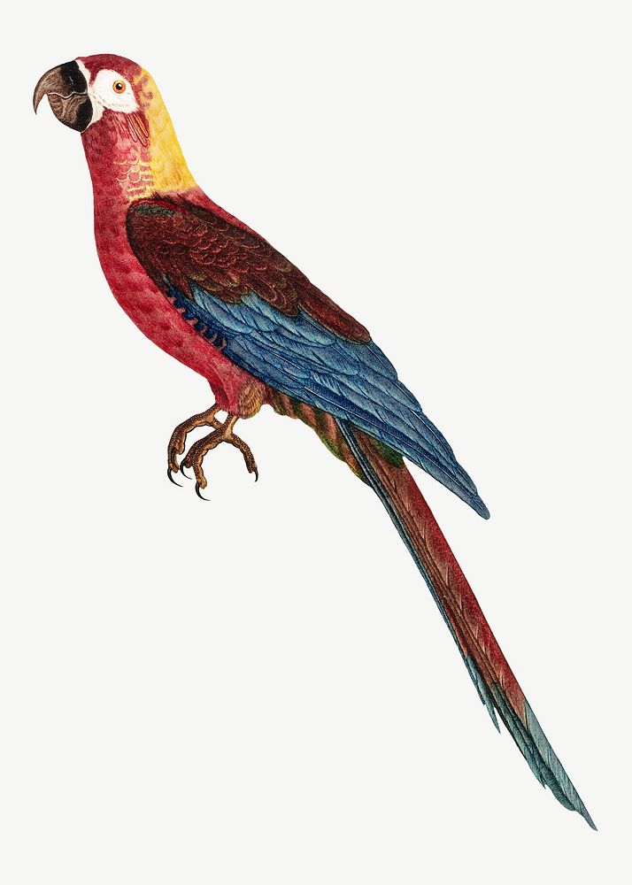 Cuban macaw parrot bird, vintage animal collage element psd
