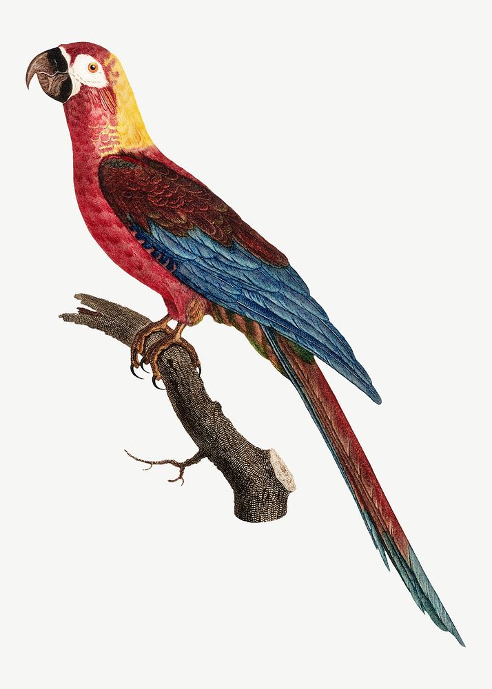 Cuban macaw parrot bird, vintage animal collage element psd