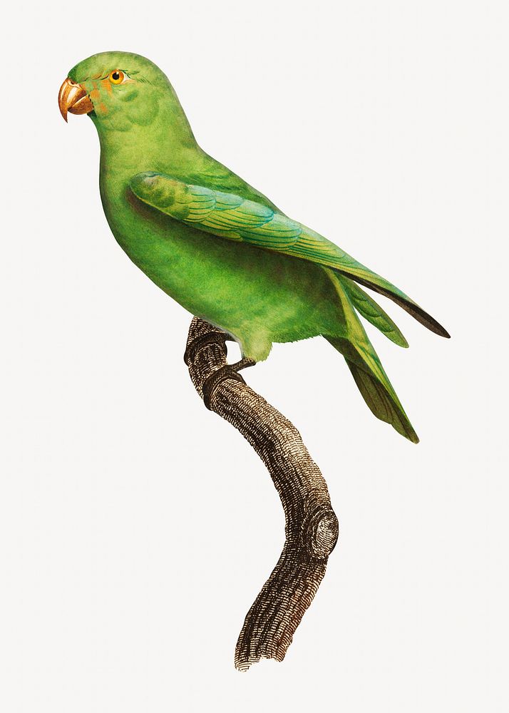 Red-Cheeked parrot bird, vintage animal illustration