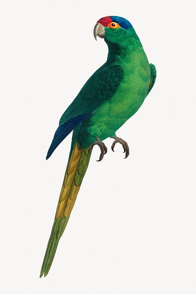 Red-crowned Parakeet bird, vintage animal illustration