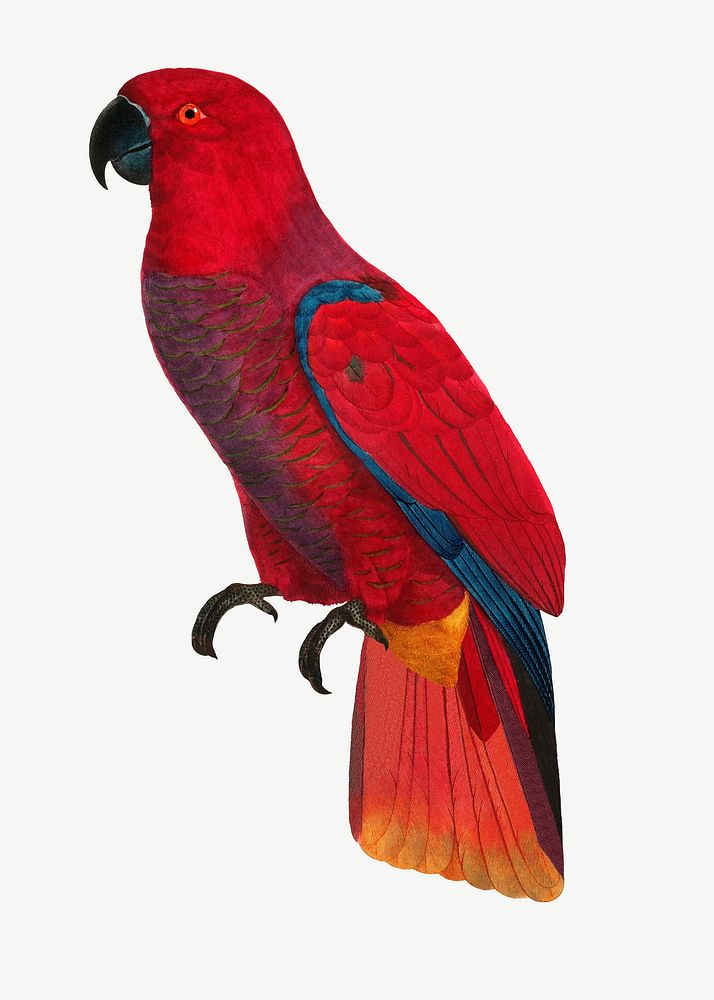 Eclectus parrot bird, vintage animal collage element psd
