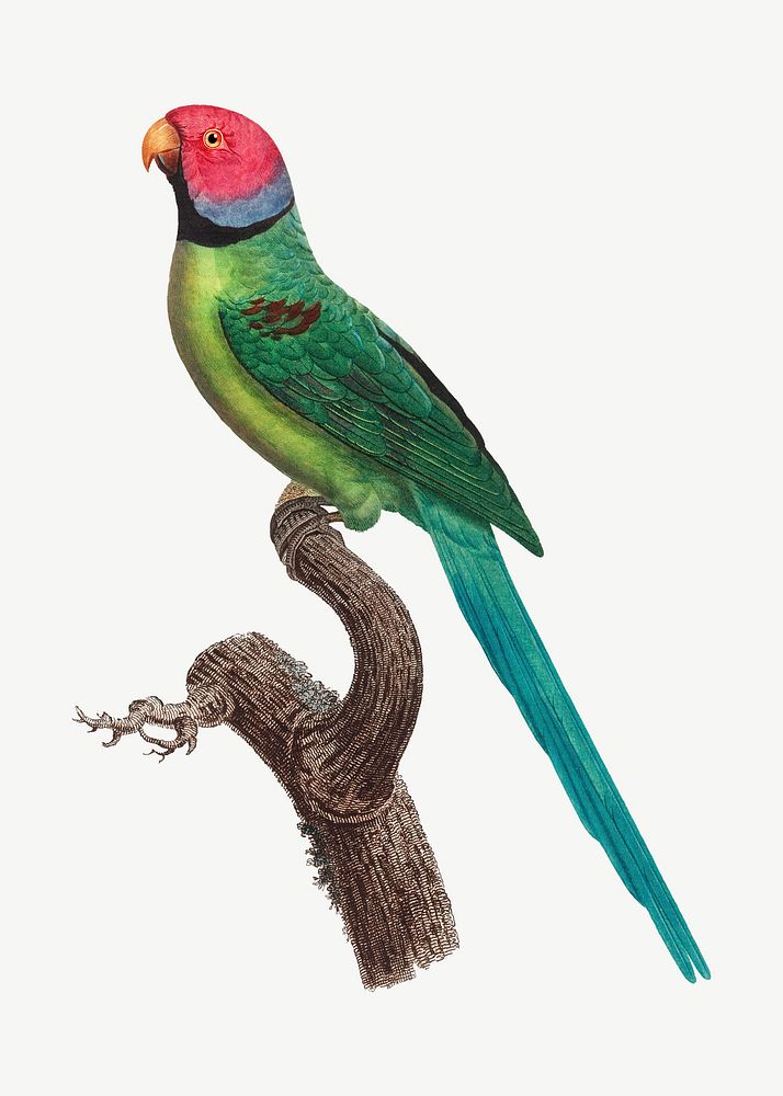Rose-ringed parakeet bird, vintage animal collage element psd