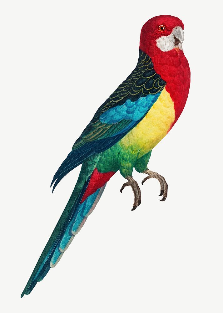 Eastern Rosella parrot bird, vintage animal collage element psd