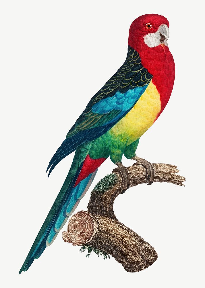 Eastern Rosella parrot bird, vintage animal collage element psd
