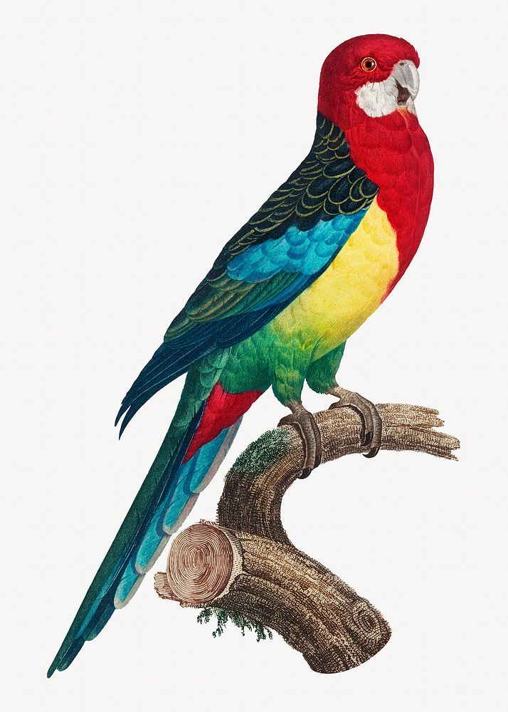 Eastern Rosella parrot bird, vintage animal illustration