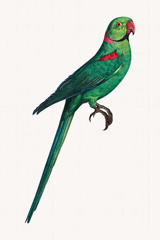 Rose-ringed parakeet bird, vintage animal illustration