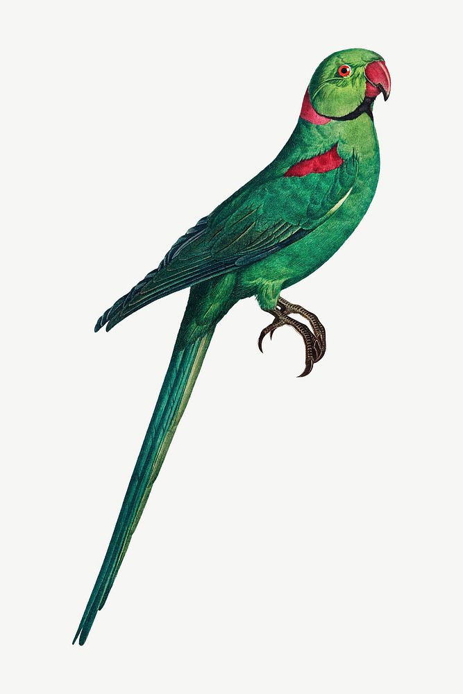 Rose-ringed parakeet bird, vintage animal collage element psd
