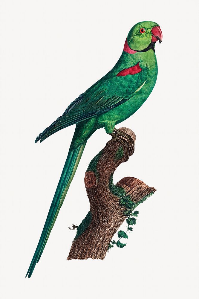 Rose-ringed parakeet bird, vintage animal illustration
