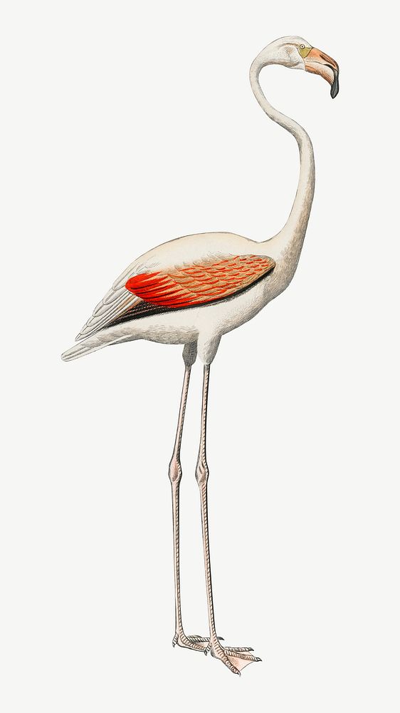 White flamingo bird, vintage animal collage element psd