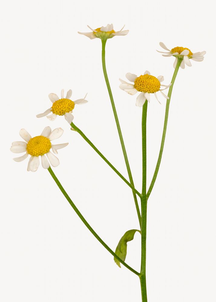 White daisy flowers isolated design