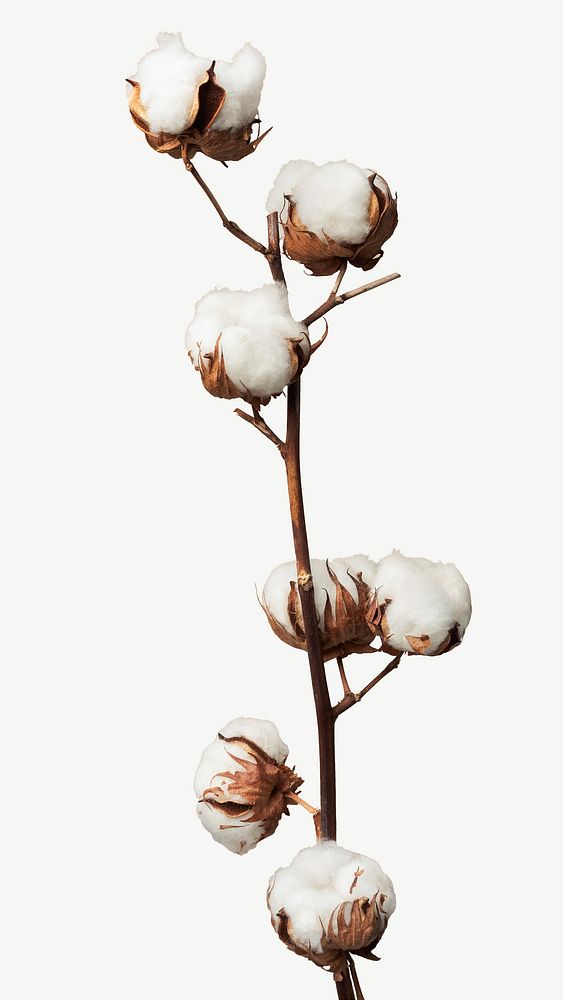 Dried cotton flowers collage element psd