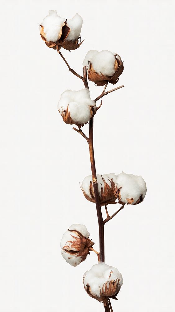 Dried cotton flowers isolated design