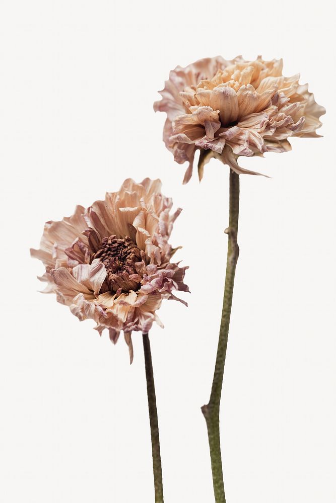 Dried chrysanthemum flowers isolated design