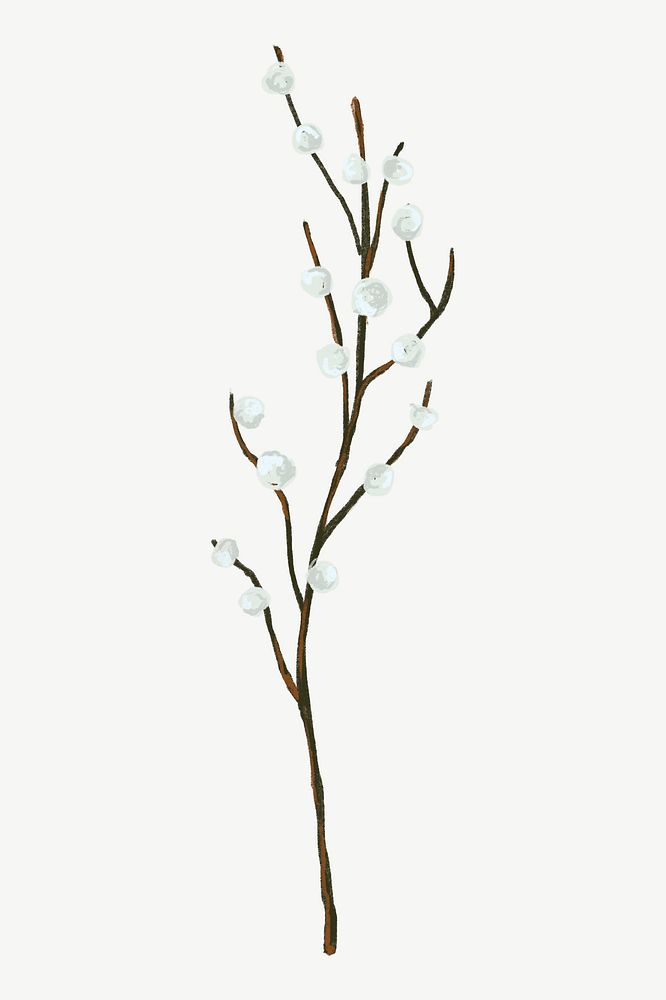White cotton branch, botanical collage element psd