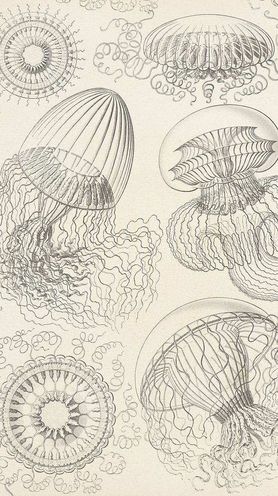 Vintage jellyfish pattern iPhone wallpaper, marine life illustration by Ernst Haeckel, remixed by rawpixel