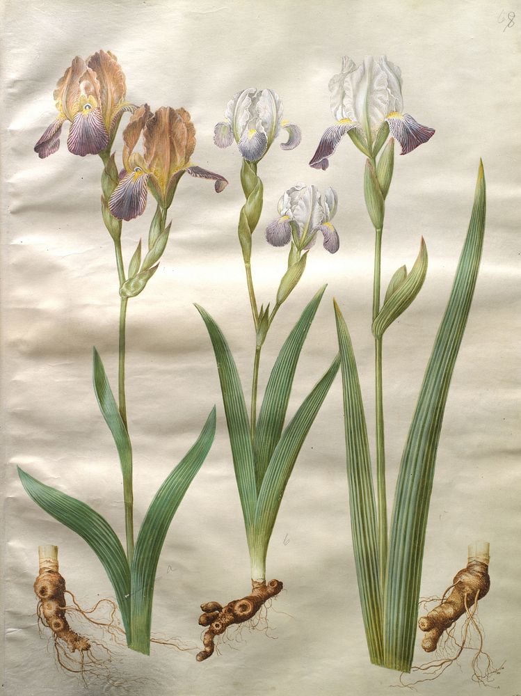 Iris ×sambucina (shelf iris);Iris ×amoena (iris hybrid) by Maria Sibylla Merian