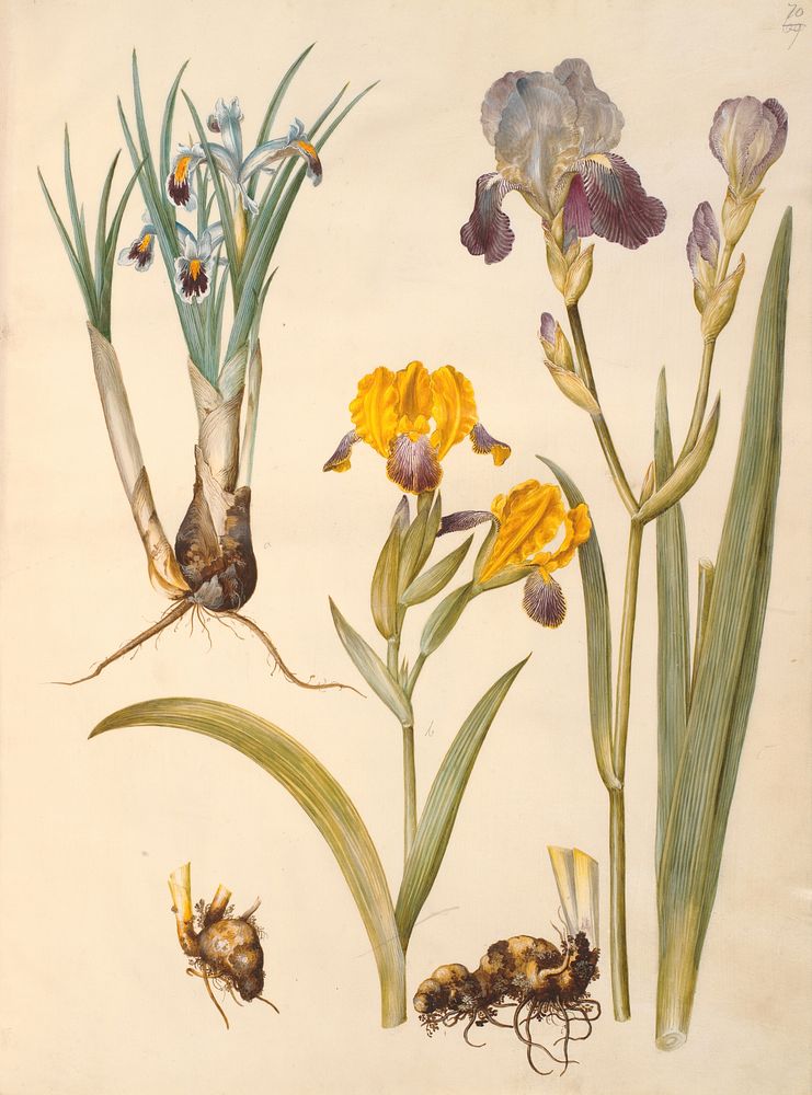 Title: Iris persica (Persian iris);Iris variegata (variegated iris);Iris ×sambucina (shelf iris) by Maria Sibylla Merian