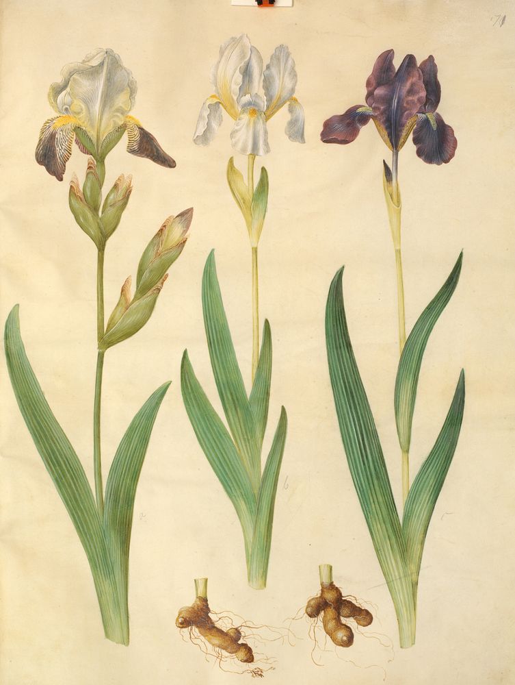 Iris ×squalens (iris hybrid);iris (iris) by Maria Sibylla Merian