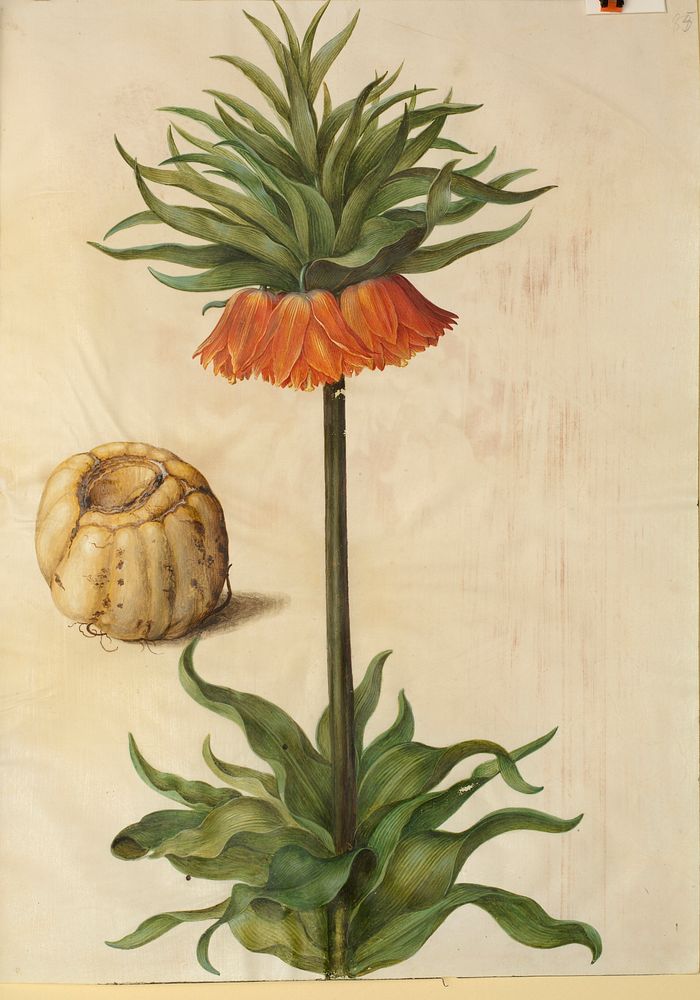 Fritillaria imperialis (crown emperor) by Maria Sibylla Merian