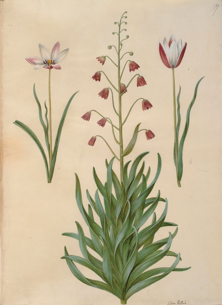 Tulipa clusiana (clusius tulip);Fritillaria persica (Persian Fritillaria) by Maria Sibylla Merian