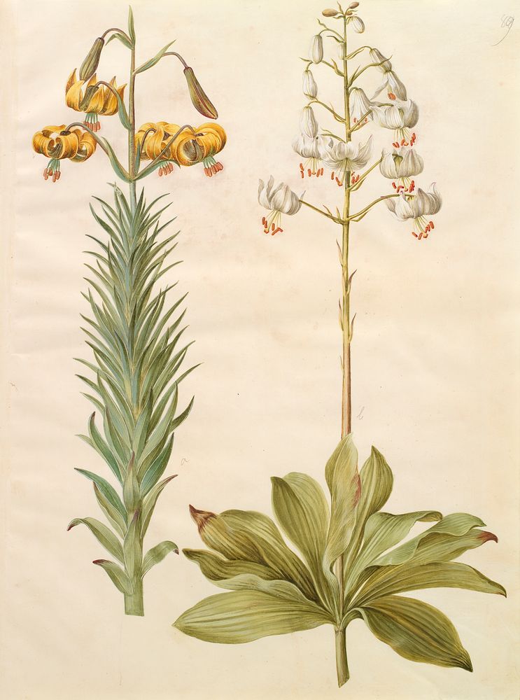 Lilium pyrenaicum (Pyrenean lily);Lilium martagon (wreath lily) by Maria Sibylla Merian