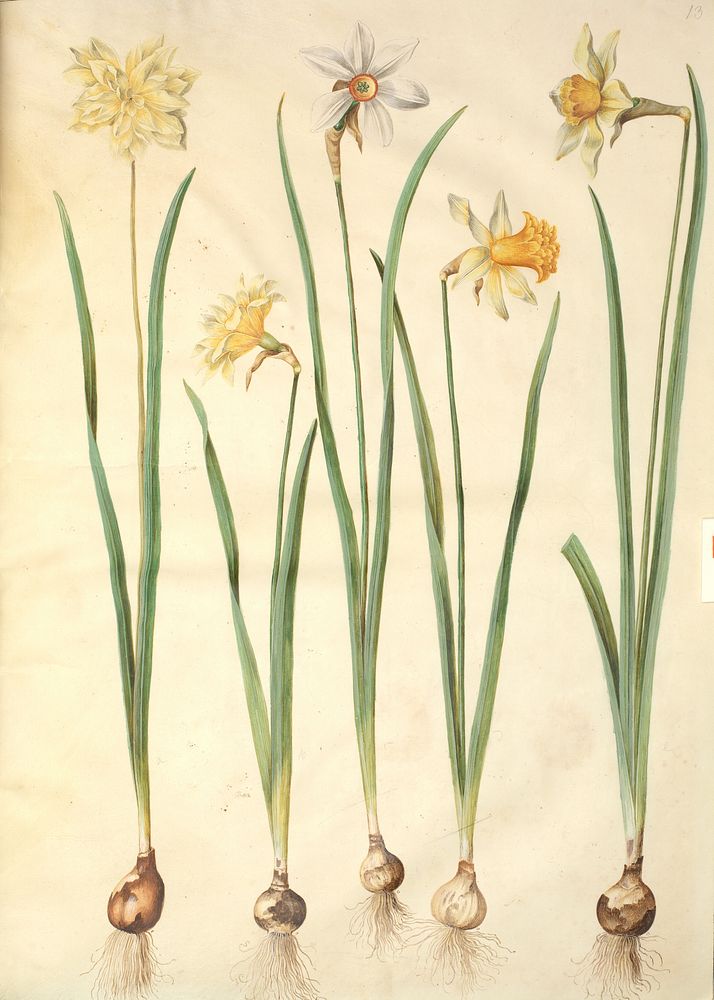 Narcissus pseudonarcissus;Narcissus poeticus (Prison lily);Narcissus ×incomparabilis (garden narcissus) by Maria Sibylla…