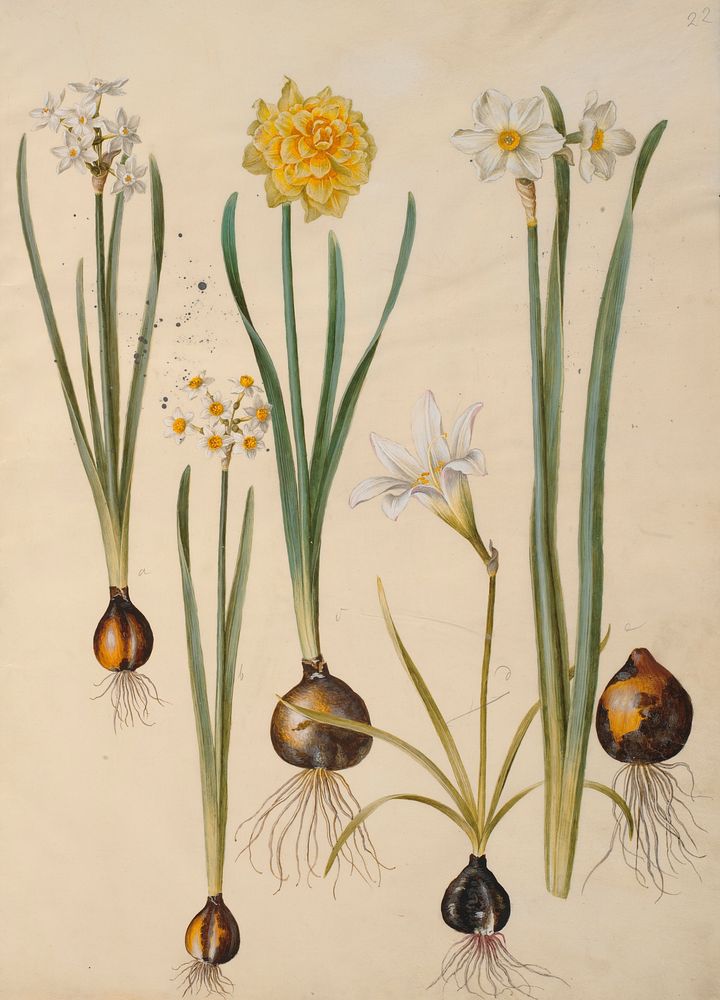 Narcissus tazetta (tazet);Narcissus pseudonarcissus (daffodil);Zephyranthes atamasca (zephyr…