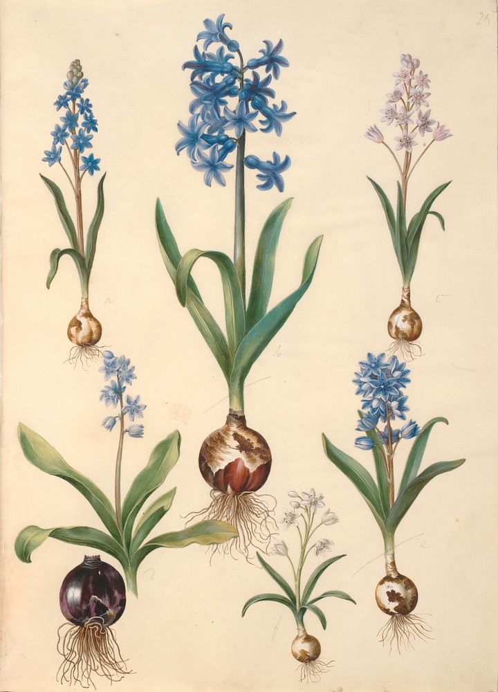 Scilla bifolia (two-leaved scilla);Hyacinthus orientalis (common hyacinth);Scilla amoena (sky blue scilla) by Maria Sibylla…